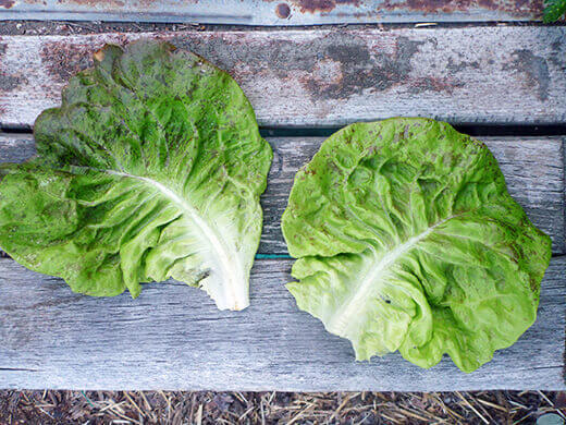Summer-Lovin' Salad Greens Butterhead speckles lettuce