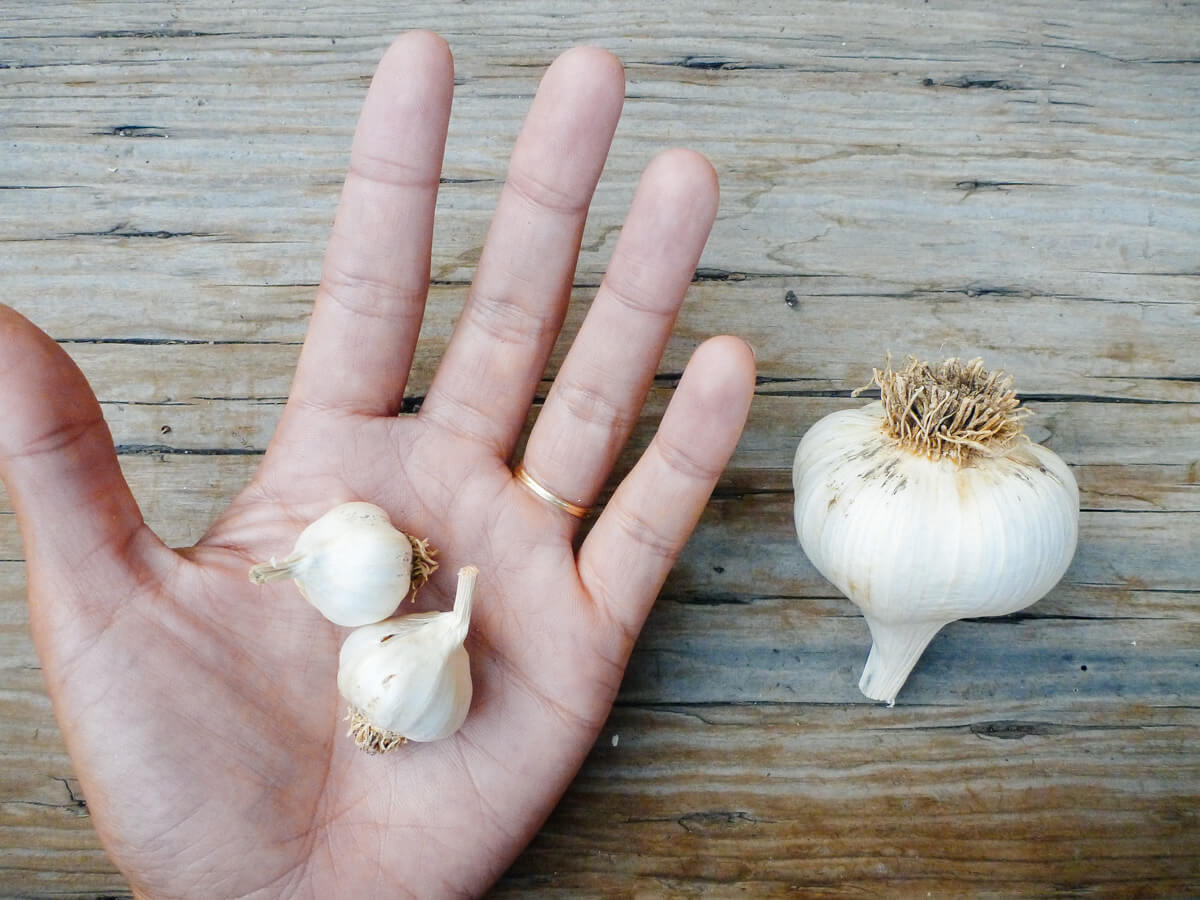World's Smallest Garlic Tiny Siciliano artichoke garlic