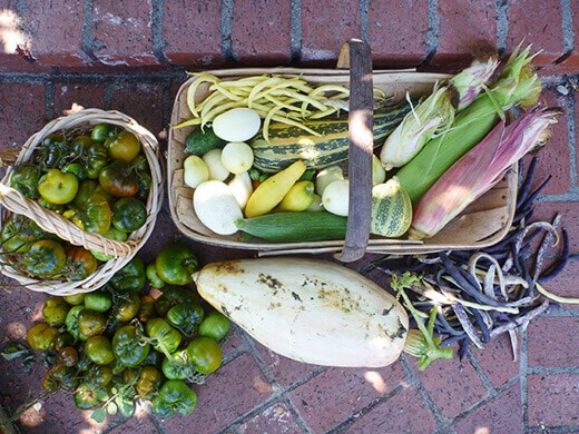 Peak of Summer Harvest Peak of summer harvest