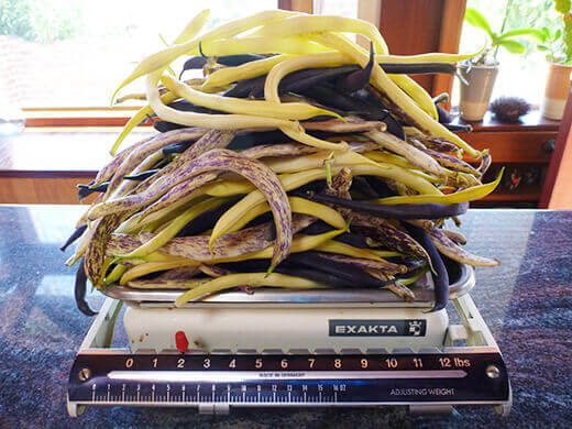 Three Bean Summer Salad Weighing out beans on a vintage scale