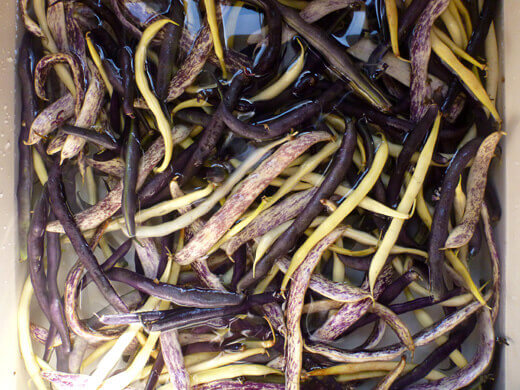 Pickled Dilly Beans Final harvest of bush beans