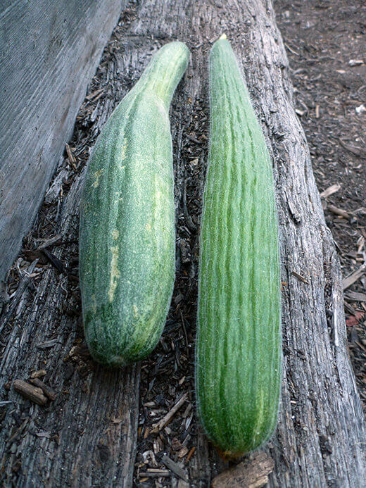 Metki Painted Serpent Melon Metki Painted Serpent melons