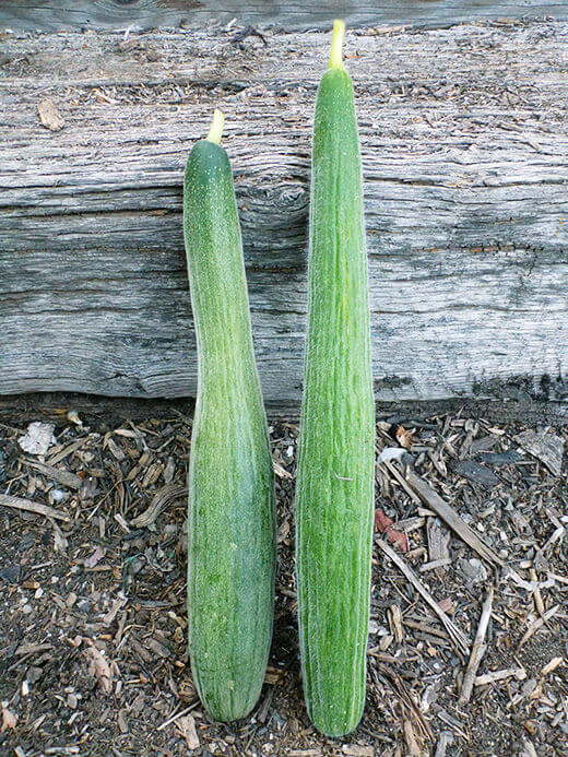Metki Painted Serpent Melon Metki Painted Serpent melon cucumbers