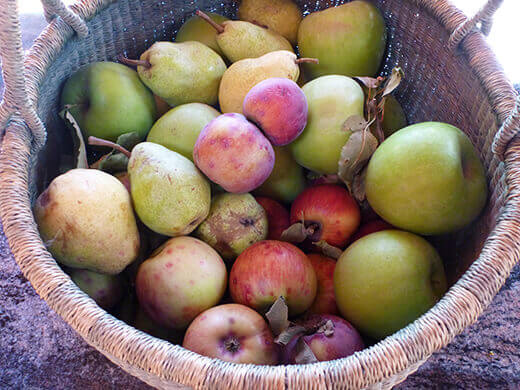 A mountain of fresh, ripe apples and pears