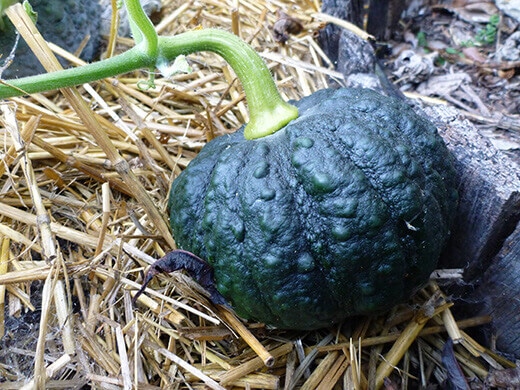 Black Futsu Squash Young Black Futsu squash in the green stage