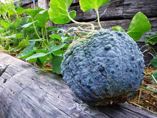 Black Futsu Squash Maturing Black Futsu squash