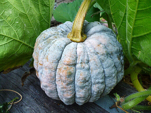 Black Futsu Squash Mature Black Futsu winter squash