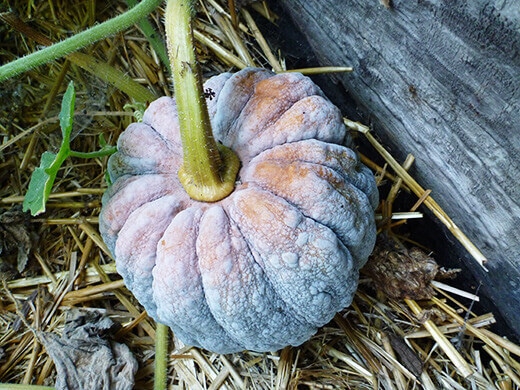 http://www.gardenbetty.com/2012/10/black-futsu-squash/