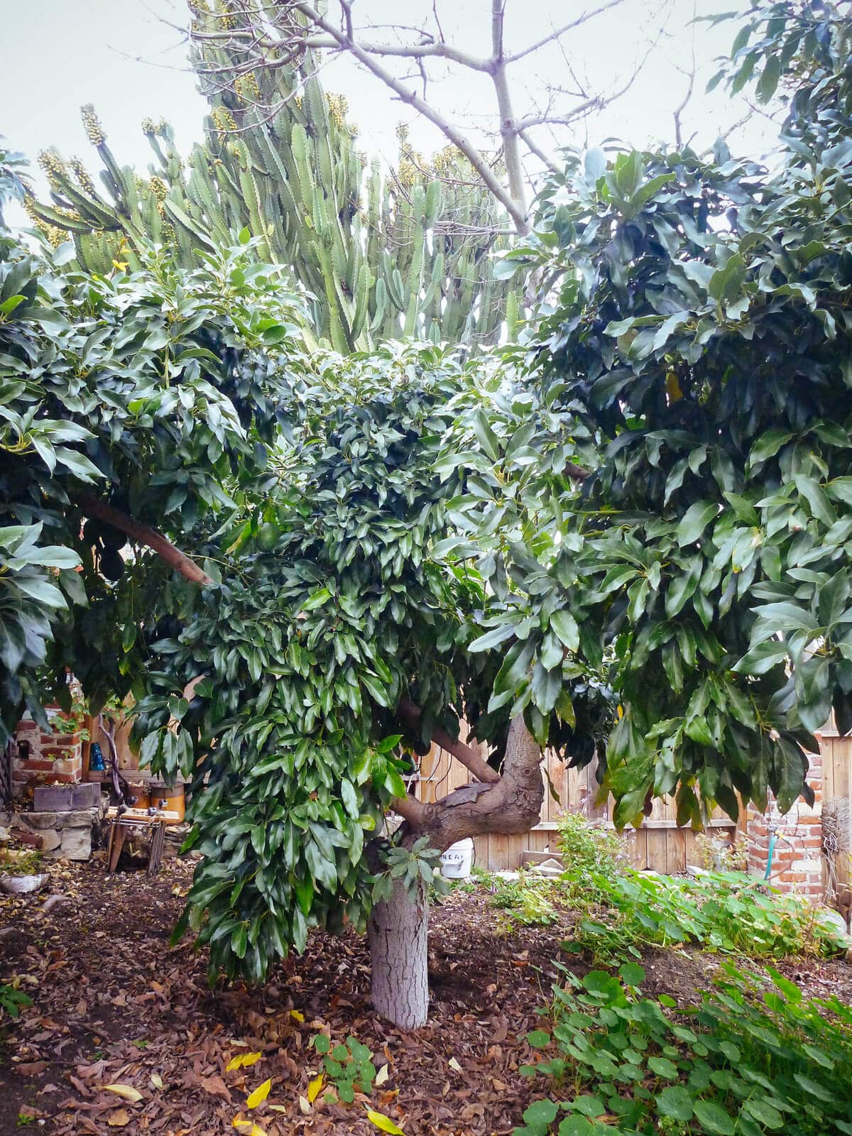 Dwarf+Avocado+Tree Avocados are unique in that they ripen once they’re off the tree ...