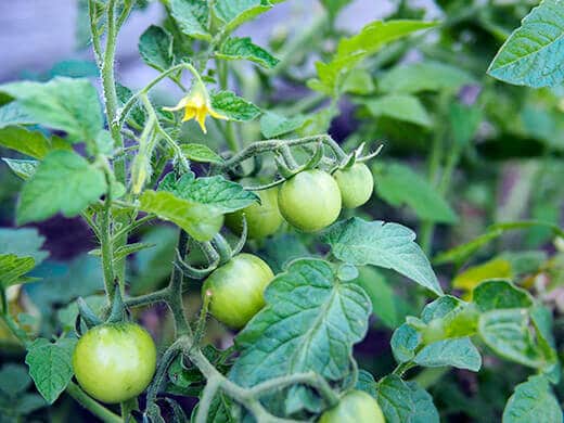 Tomatoes