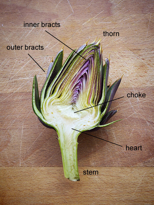 Anatomy of an Artichoke Garden Betty