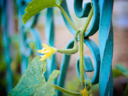 Five Things Friday 2 Baby cucumber