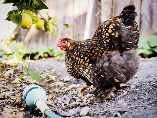 Five Things Friday 4 Chicken cooling off
