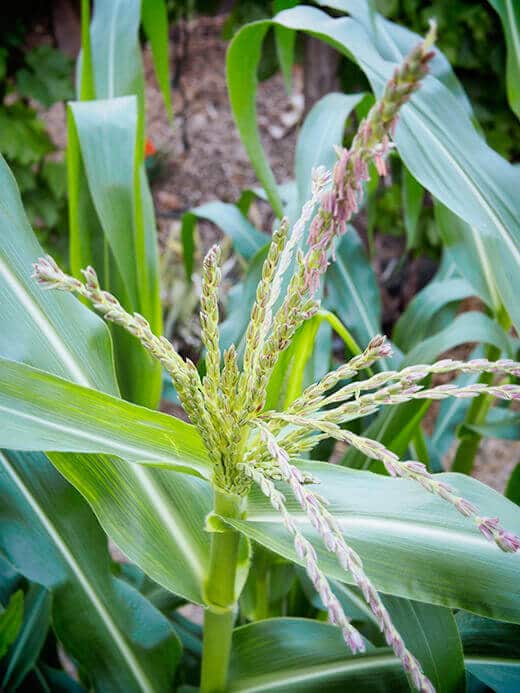 Golden Bantam Sweet Corn (With a CilantroLime Butter Recipe!) Garden