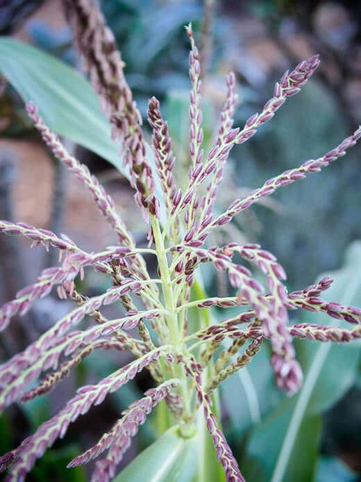Golden Bantam Sweet Corn (With a CilantroLime Butter Recipe!) Garden
