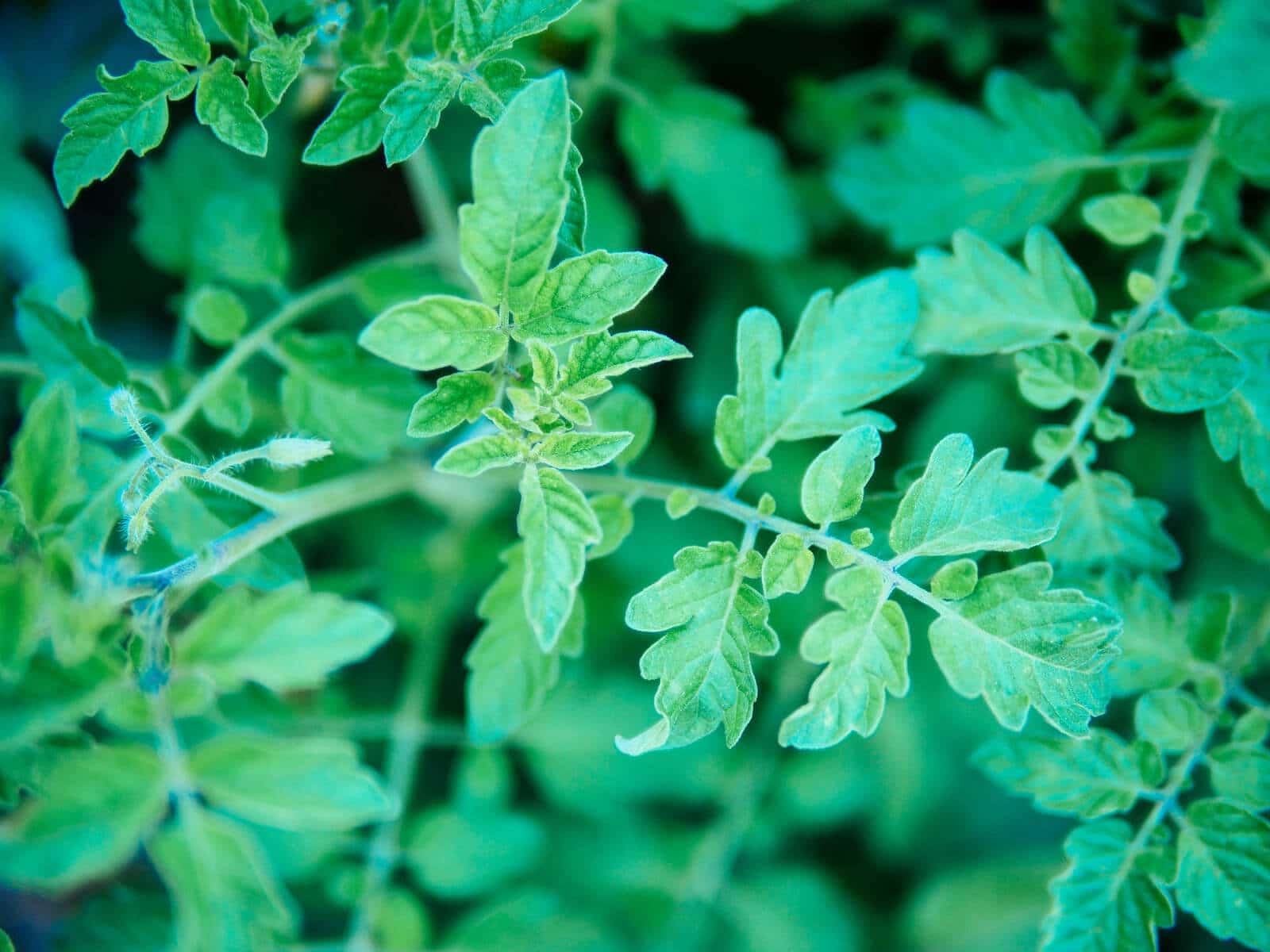 Tomato Leaves The Toxic Myth Garden Betty