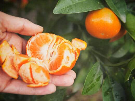 First ripe mandarin from our tree