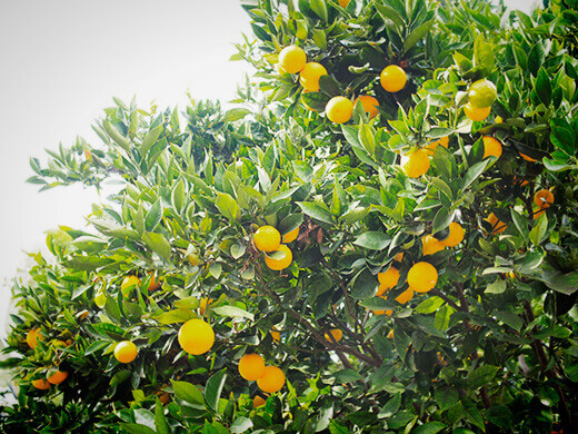 Oranges
