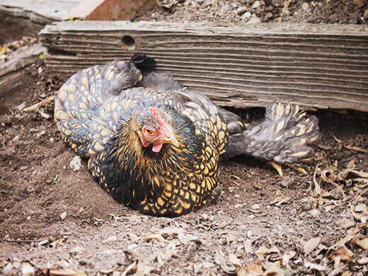 The dust bath: a chicken's idea of a spa day