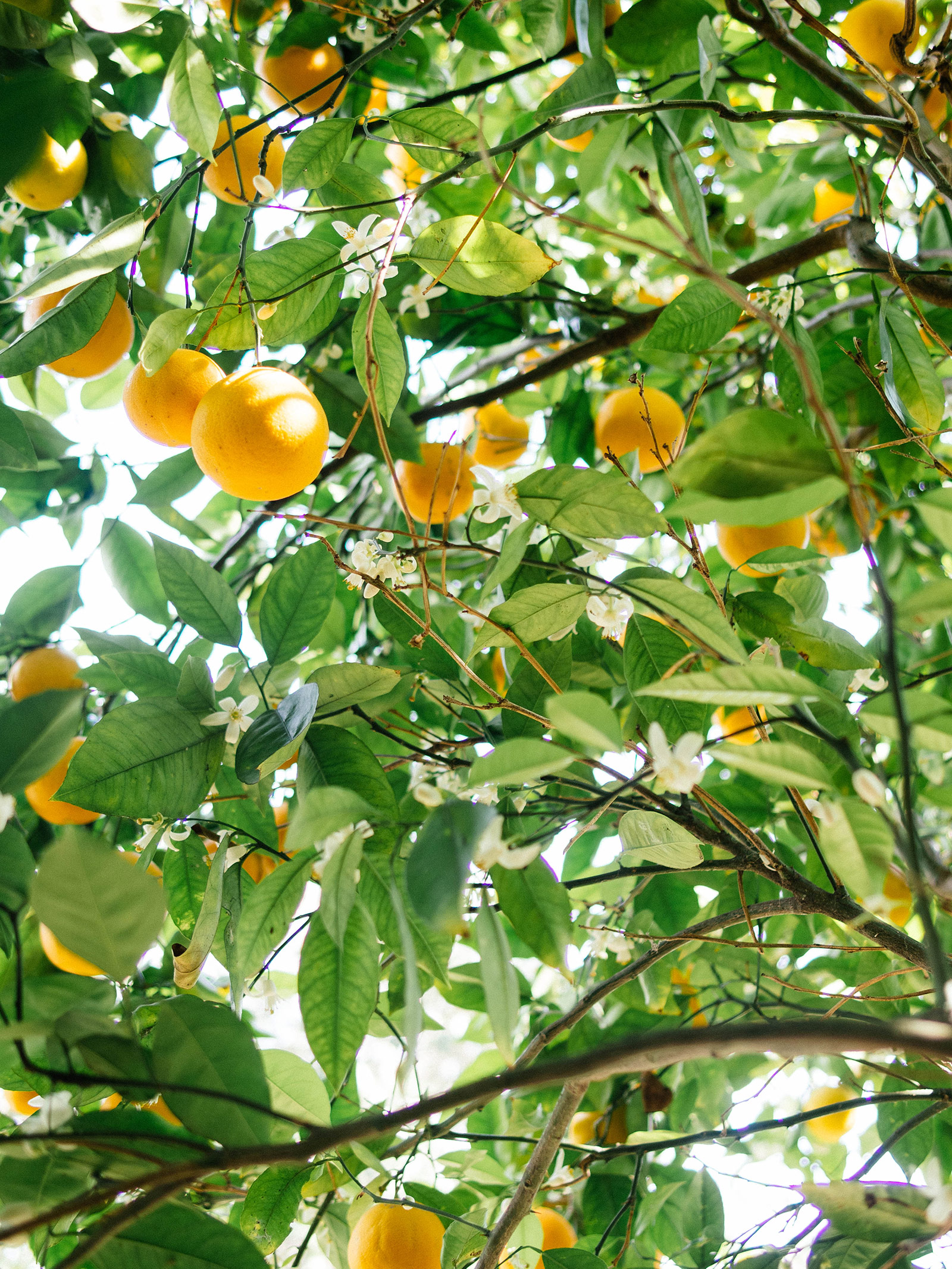 Valencia orange tree