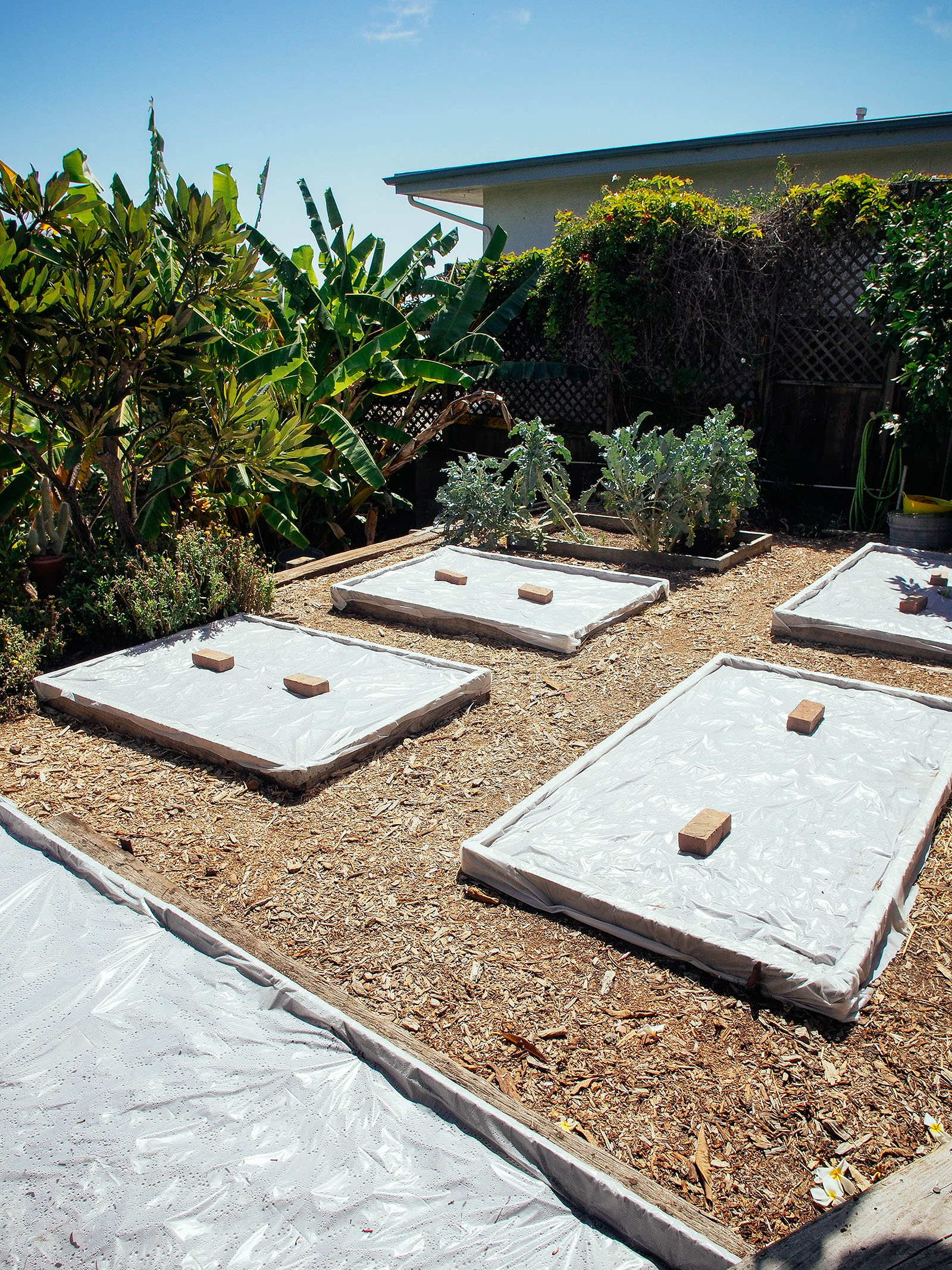 Soil Solarization in Raised Beds Garden Betty