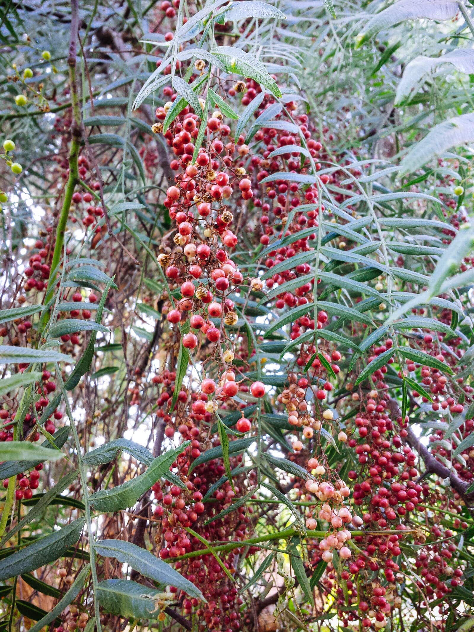 Pink Peppercorns A Gourmet Spice Growing in the Backyard Garden Betty