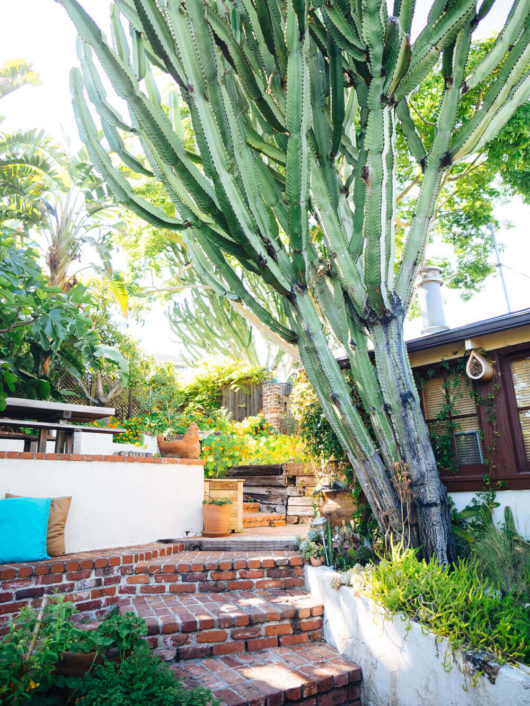 My Suburban Farmlette in the South Bay