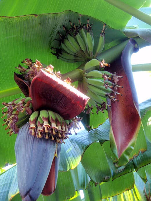 Banana blossoms