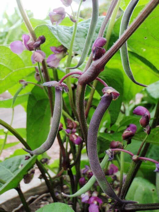 Pretty Purple Podded Bush Beans Garden Betty Pretty Purple Podded Bush Beans Garden Betty