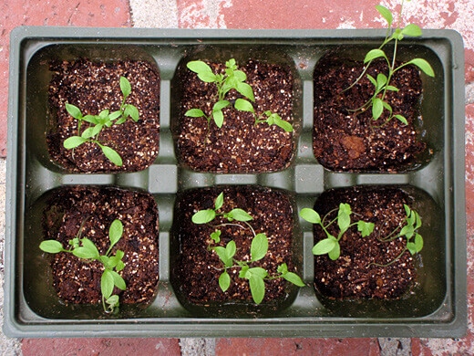 That Devilish Parsley – Garden Betty