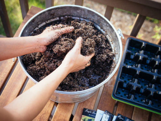 The No-Brainer Guide to Starting Seeds Indoors Seedlings emerging