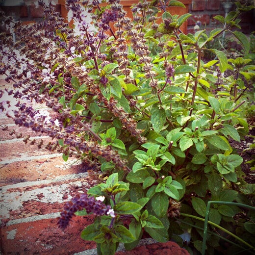 African Blue basil is a perennial that flowers year-round