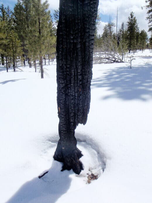 Burnt forest tree