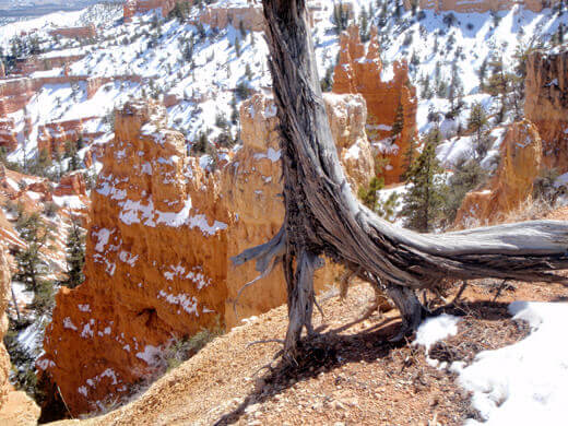Bare tree roots on an eroded canyon slope