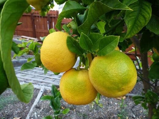 Eureka lemons