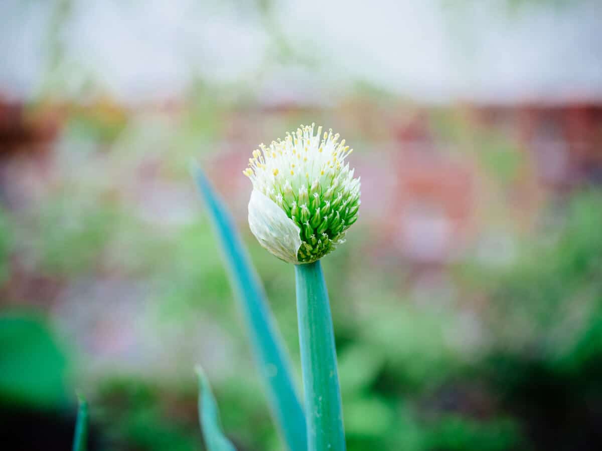 An onion plant bolting