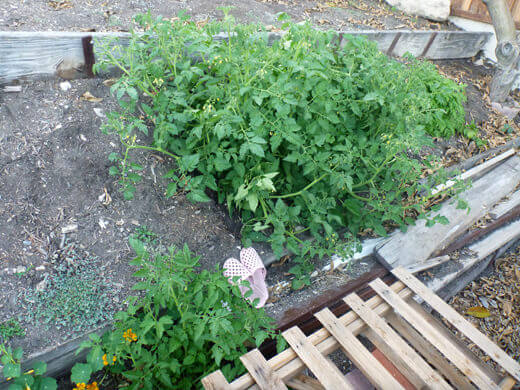 Rogue tomato plants in the garden