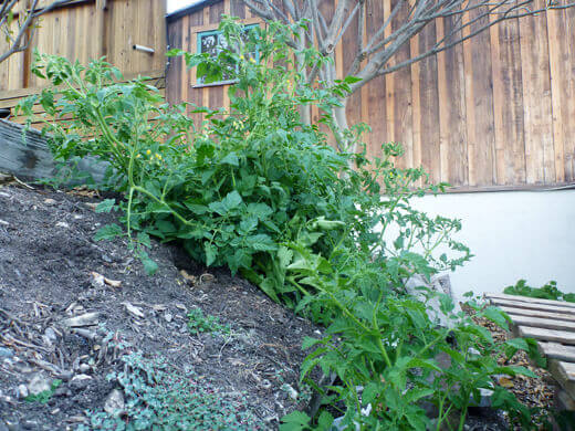Rogue tomato plants growing on a slope