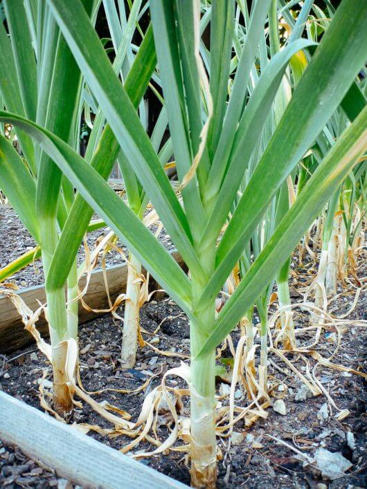 The Trick of Knowing When to Harvest Garlic Garlic foliage