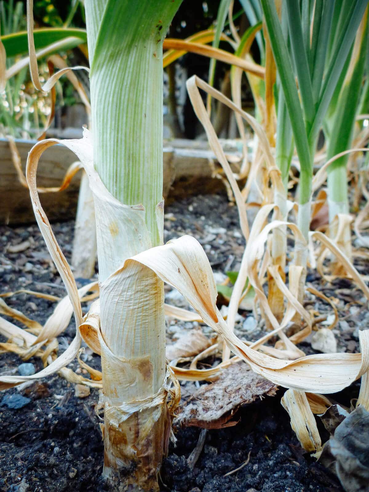 Garlic leaves start to die off