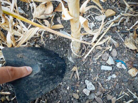 The Trick of Knowing When to Harvest Garlic Lightly dig around garlic bulb