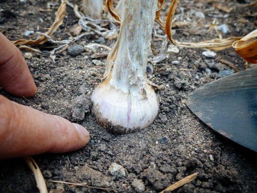 The Trick of Knowing When to Harvest Garlic Check garlic bulb for good development