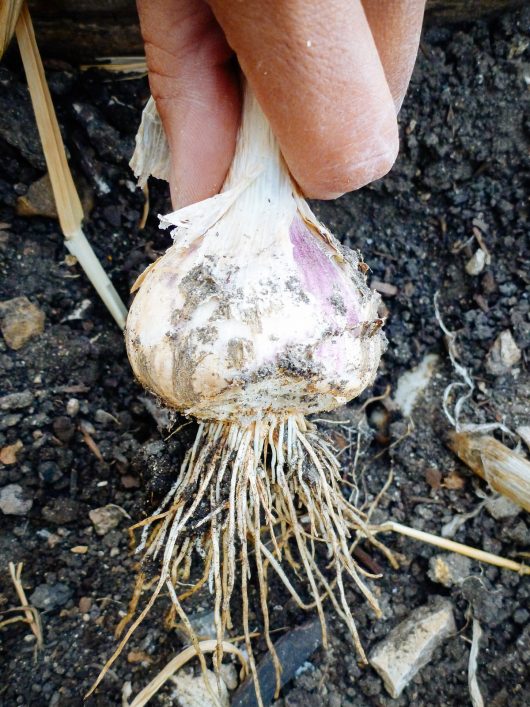 The Trick of Knowing When to Harvest Garlic Freshly harvested garlic