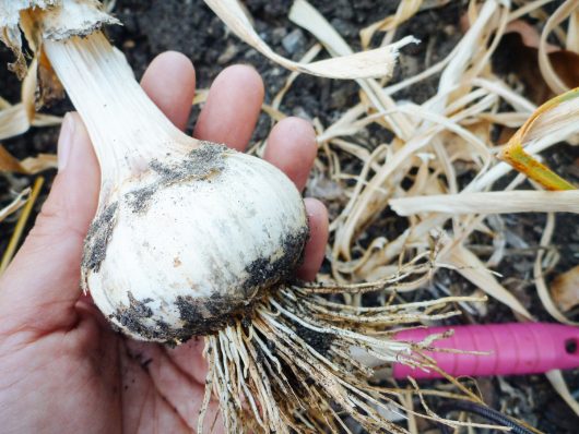 The Trick of Knowing When to Harvest Garlic Freshly harvested garlic