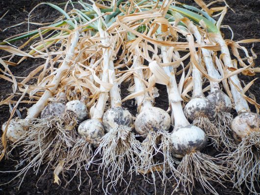 The Trick of Knowing When to Harvest Garlic Freshly harvested garlic