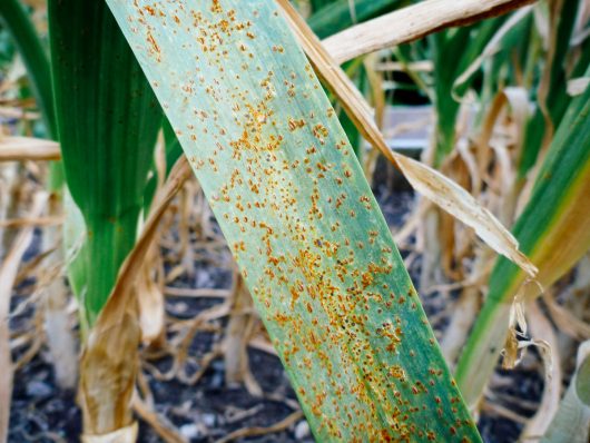 Grrr... Garlic Rust and How to Deal Garlic rust