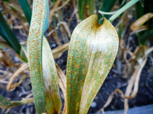 Grrr... Garlic Rust and How to Deal Garlic rust