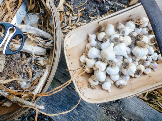 A Guide to Curing and Storing Garlic