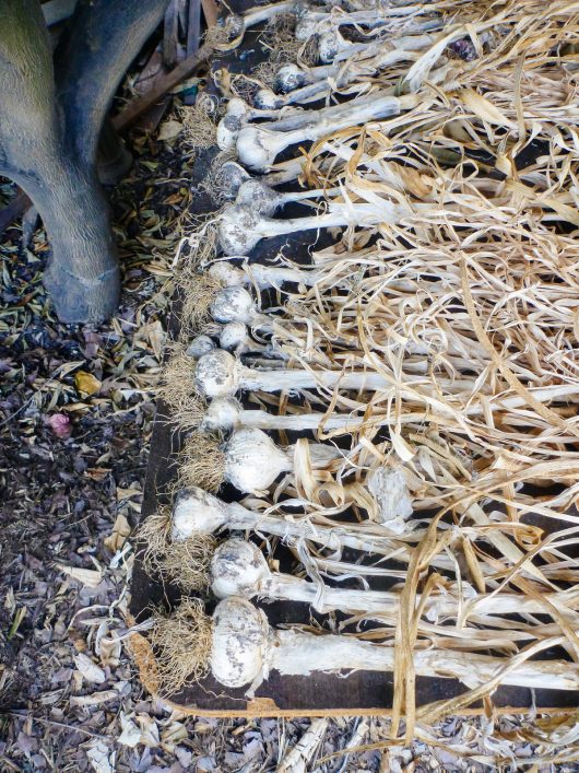 A Guide to Curing and Storing Garlic Garlic harvest being cured under a shady tree