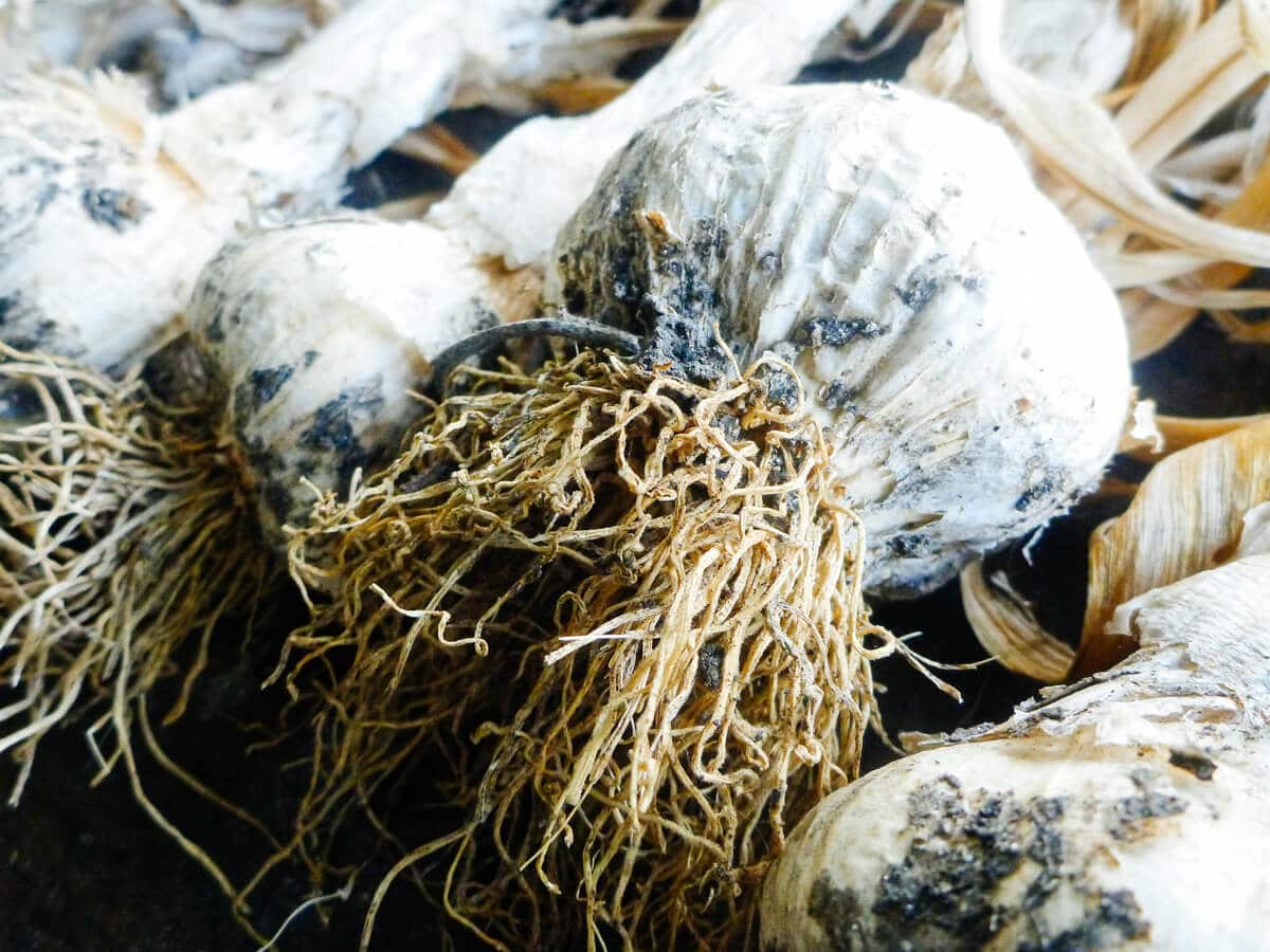Shriveled roots on cured garlic